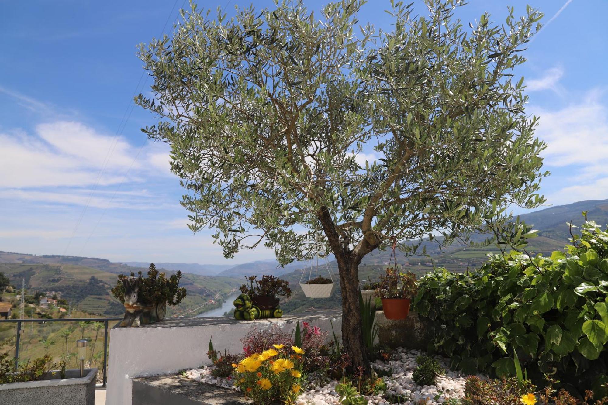 Casa Vale Do Douro Bed and Breakfast Mesão Frio Exteriör bild